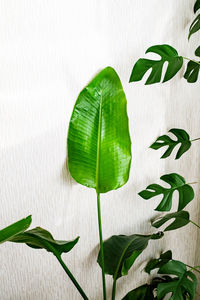 Close-up of leaves on plant against wall