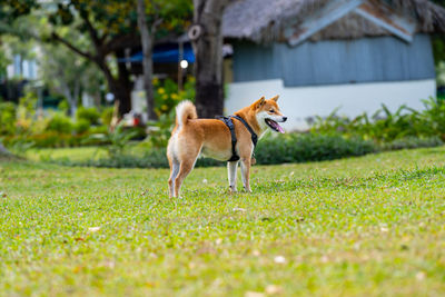 Dog standing in field