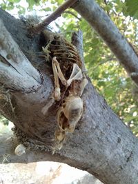 Close-up of lizard on tree trunk