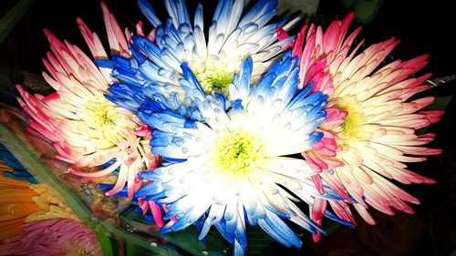 Close-up of flowers