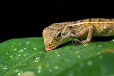 Close-up of a lizard