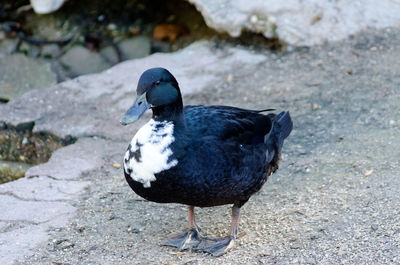 Close-up of duck in lake
