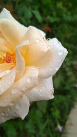 Close-up of wet flower on rainy day