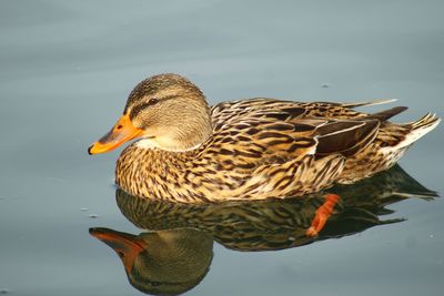 Mallard duck swimming in lake