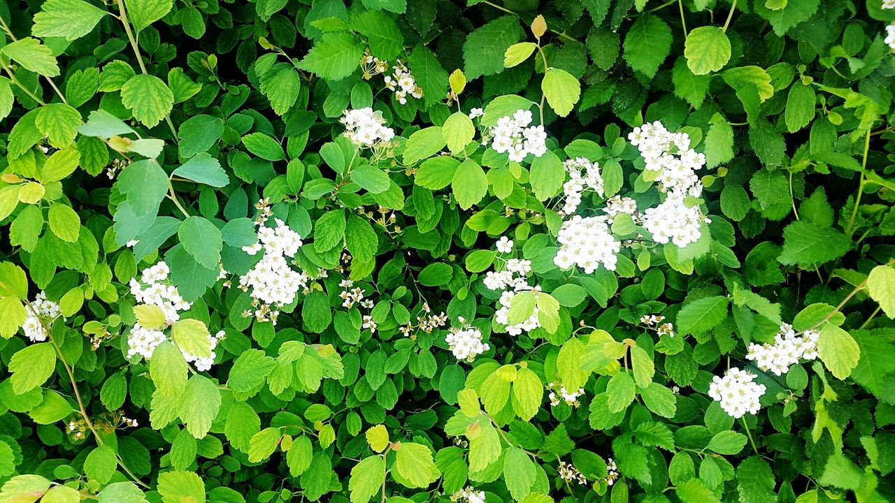 leaf, growth, green color, full frame, backgrounds, plant, nature, beauty in nature, freshness, lush foliage, leaves, abundance, green, outdoors, high angle view, day, close-up, tranquility, no people, growing