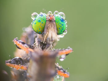 Close-up of insect on flower