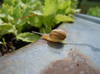 Close-up of snail on rusty metal