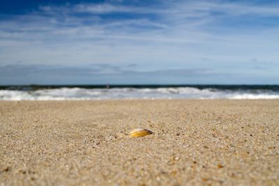 Close-up of shells on sand at beach against sky