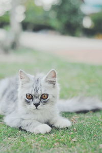 Portrait of cat relaxing on field