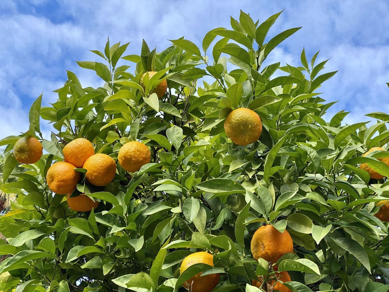 LOW ANGLE VIEW OF ORANGE FRUITS ON TREE