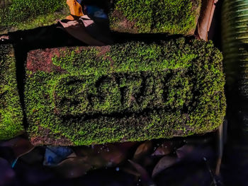 High angle view of multi colored vegetables on plant