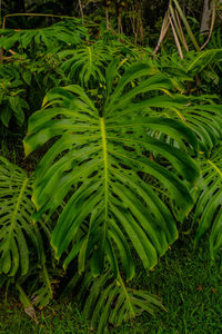 Close-up of green leaves on field