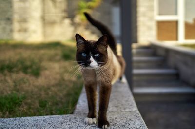 Portrait of a cat