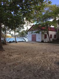 Trees on beach