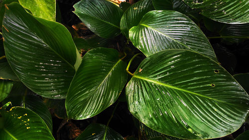 Close-up of plant leaves