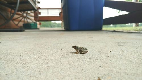 Frog on footpath