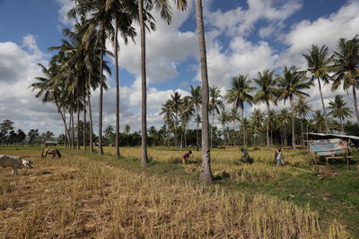 Panoramic view of palm trees on field against sky