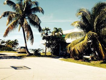 palm tree