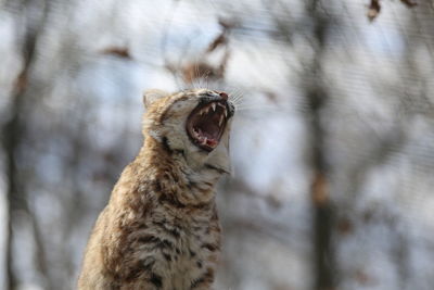 Close-up of cat growling