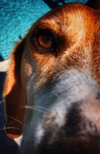 Close-up portrait of dog