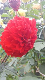 Close-up of red flower blooming outdoors