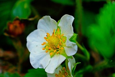 Close-up of flower