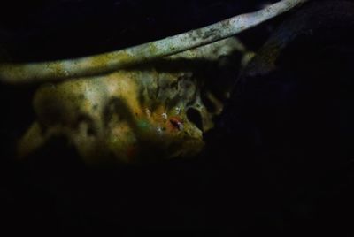 Close-up of fish swimming in aquarium