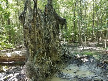 Trees growing in forest