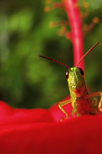 Close-up of insect on leaf