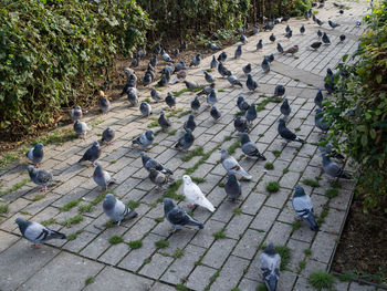 High angle view of pigeons perching on footpath