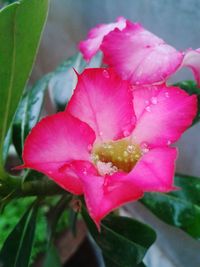 Close-up of pink flower blooming outdoors