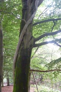 Low angle view of trees in forest