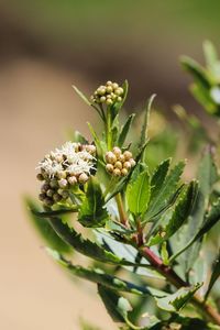 Close-up of plant