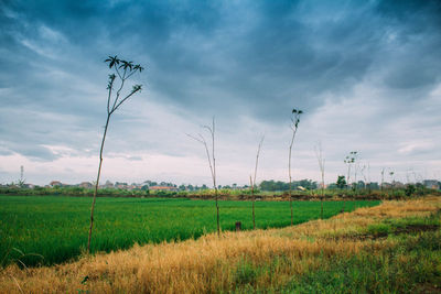 Scenic view of field against sky