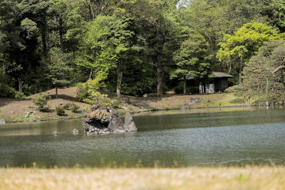 View of a lake in the forest