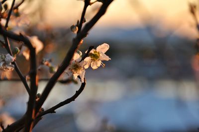 Close-up of cherry blossoms on branch