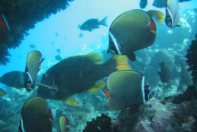 Fishes swimming in sea