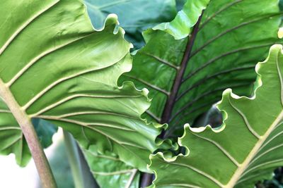 Close-up of green leaves