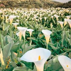 Close-up of white flowering plants on field