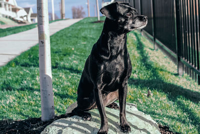 Close-up of a dog looking away