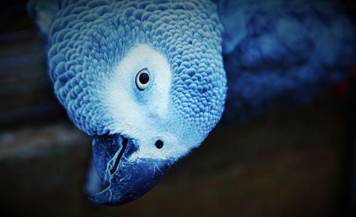 Close-up of peacock