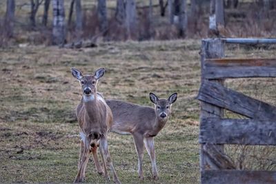 Portrait of deer on field