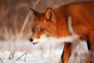 Fox in wild nature