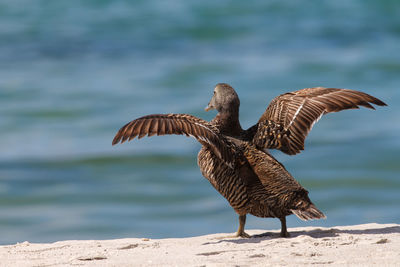 Eider duck in front of the north sea on a dune of helgoland