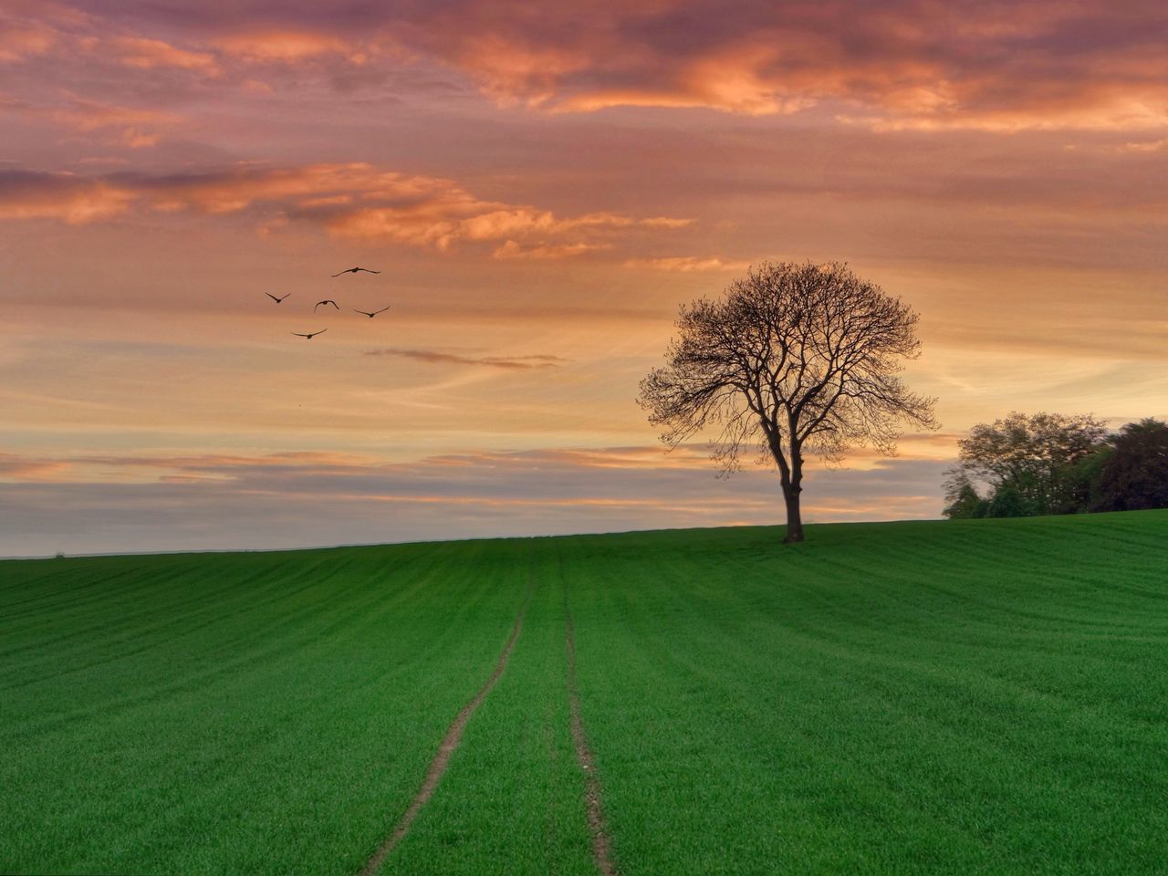 field, sunset, agriculture, landscape, beauty in nature, rural scene, tranquil scene, tree, nature, bare tree, scenics, grass, tranquility, green color, no people, outdoors, growth, sky, day