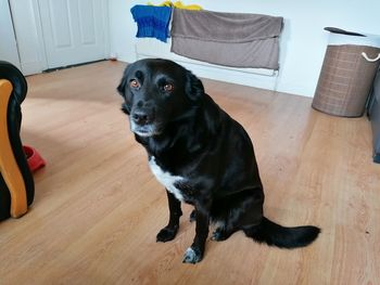 Portrait of black dog on hardwood floor at home