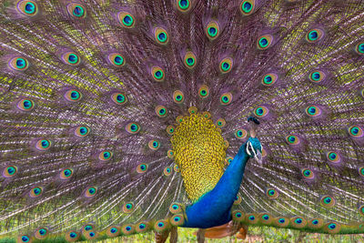 Close-up of peacock
