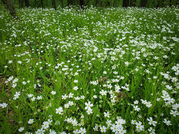 Full frame shot of white flowering plants on field