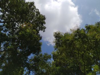 Low angle view of trees against sky