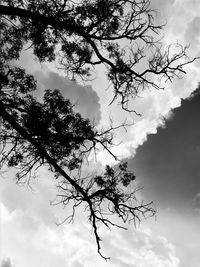 Low angle view of silhouette tree against sky